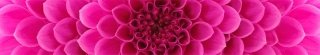Fototapeta za linku KI350-049 Pink Dahlia 350 x 60 cm