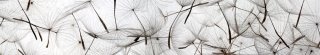 Fototapeta za linku KI350-050 Dandelion 350 x 60 cm