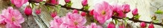 Fototapeta za linku KI350-053 Sakura 350 x 60 cm