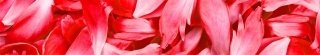 Fototapeta za linku KI350-056 Red Petals 350 x 60 cm