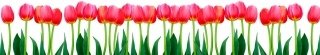 Fototapeta za linku KI350-058 Tulipány 350 x 60 cm