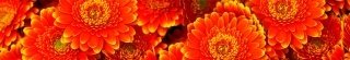 Fototapeta za linku KI350-059 Gerbera 350 x 60 cm