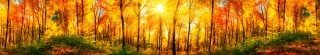 Fototapeta za linku KI350-084 Sunny Forest 350 x 60 cm
