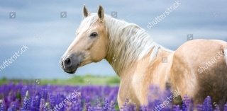 Vliesová fototapeta Lavender Horse 518 x 254 cm