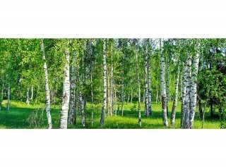 DIMEX vliesová fototapeta 375 x 150 cm MP-2-0100