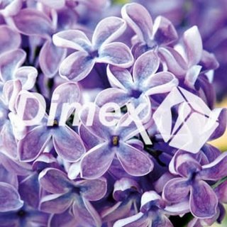 Obraz na skle Lilac 30 x 30 cm GL-30-011