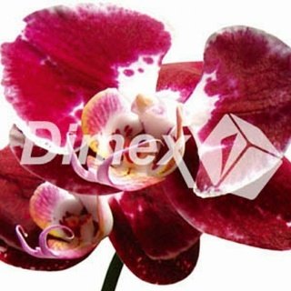 Obraz na skle Orchidej 30 x 30 cm GL-30-013