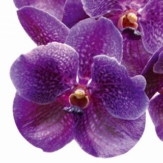Obraz na skle Orchidej 30 x 30 cm GL-30-027