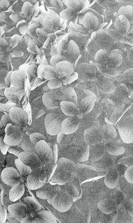 DIMEX vliesová fototapeta 150 x 250 cm MS-2-0356