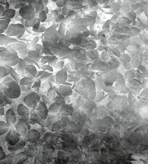DIMEX vliesová fototapeta 225 x 250 cm MS-3-0355