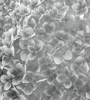 DIMEX vliesová fototapeta 225 x 250 cm MS-3-0356