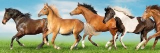 Fototapeta do kuchyně KI180-111 Horses 180 x 60 cm