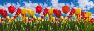 Fototapeta do kuchyně KI180-131 Tulips 180 x 60 cm
