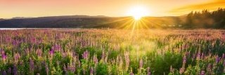 Fototapeta do kuchyně KI180-145 Sunset over the Meadow 180 x 60 cm