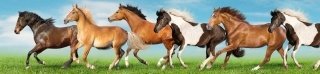 Fototapeta do kuchyně KI260-111 Horses 260 x 60 cm