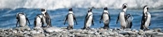 Fototapeta do kuchyně KI260-112 Penguins 260 x 60 cm