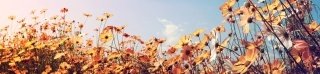 Fototapeta do kuchyně KI260-123 Spring Meadow 260 x 60 cm