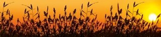 Fototapeta do kuchyně KI260-128 Reeds 260 x 60 cm