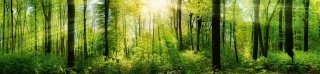 Fototapeta do kuchyně KI260-133 Forest 260 x 60 cm