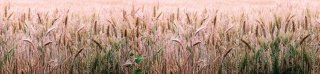 Fototapeta do kuchyně KI260-136 Field 260 x 60 cm