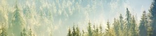 Fototapeta do kuchyně KI260-141 Woods 260 x 60 cm