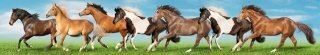Fototapeta za linku KI350-111 Horses 350 x 60 cm