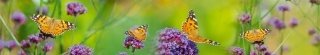 Fototapeta za linku KI350-113 Butterflies 350 x 60 cm